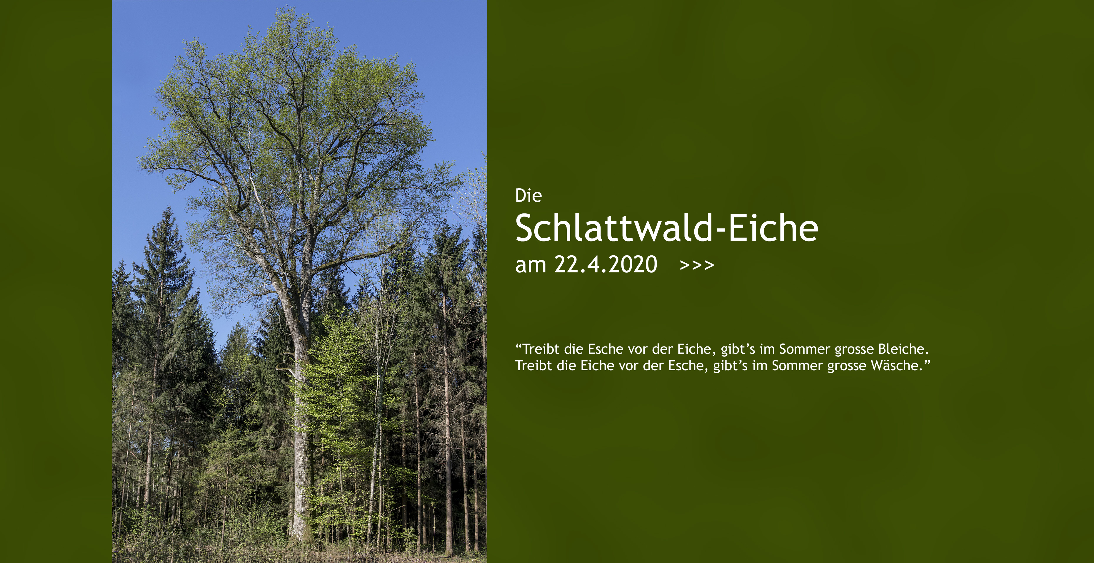 schlattwaldeiche